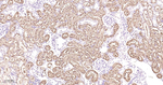 COMT Antibody in Immunohistochemistry (Paraffin) (IHC (P))