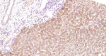 COMT Antibody in Immunohistochemistry (Paraffin) (IHC (P))