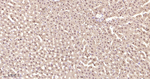 COMT Antibody in Immunohistochemistry (Paraffin) (IHC (P))