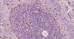COMT Antibody in Immunohistochemistry (Paraffin) (IHC (P))