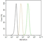METAP2 Antibody in Flow Cytometry (Flow)