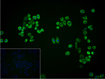 METAP2 Antibody in Immunocytochemistry (ICC/IF)