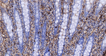 METAP2 Antibody in Immunohistochemistry (Paraffin) (IHC (P))