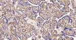 METAP2 Antibody in Immunohistochemistry (Paraffin) (IHC (P))
