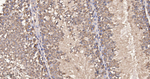 METAP2 Antibody in Immunohistochemistry (Paraffin) (IHC (P))