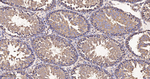 METAP2 Antibody in Immunohistochemistry (Paraffin) (IHC (P))