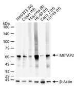METAP2 Antibody in Western Blot (WB)