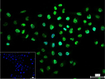 RACK1 Recombinant Rabbit Monoclonal Antibody (9B3)