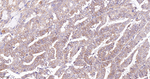 RACK1 Antibody in Immunohistochemistry (Paraffin) (IHC (P))