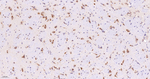 RACK1 Antibody in Immunohistochemistry (Paraffin) (IHC (P))