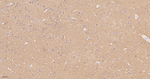 RACK1 Antibody in Immunohistochemistry (Paraffin) (IHC (P))