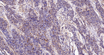 RACK1 Antibody in Immunohistochemistry (Paraffin) (IHC (P))