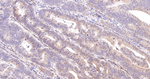 RACK1 Antibody in Immunohistochemistry (Paraffin) (IHC (P))