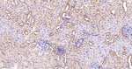 RACK1 Antibody in Immunohistochemistry (Paraffin) (IHC (P))