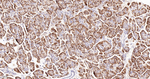 RACK1 Antibody in Immunohistochemistry (Paraffin) (IHC (P))