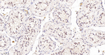 RACK1 Antibody in Immunohistochemistry (Paraffin) (IHC (P))