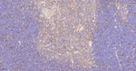 RACK1 Antibody in Immunohistochemistry (Paraffin) (IHC (P))