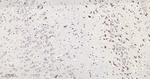 Aconitase 2 Antibody in Immunohistochemistry (Paraffin) (IHC (P))