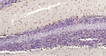 Aconitase 2 Antibody in Immunohistochemistry (Paraffin) (IHC (P))