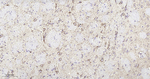 Aconitase 2 Antibody in Immunohistochemistry (Paraffin) (IHC (P))