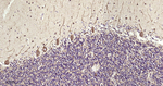 Aconitase 2 Antibody in Immunohistochemistry (Paraffin) (IHC (P))