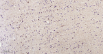 Aconitase 2 Antibody in Immunohistochemistry (Paraffin) (IHC (P))