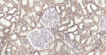Aconitase 2 Antibody in Immunohistochemistry (Paraffin) (IHC (P))