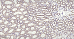 Aconitase 2 Antibody in Immunohistochemistry (Paraffin) (IHC (P))