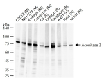 Aconitase 2 Antibody in Western Blot (WB)
