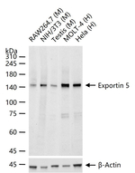 XPO5 Recombinant Rabbit Monoclonal Antibody (3G2)
