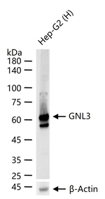 Nucleostemin Antibody in Western Blot (WB)