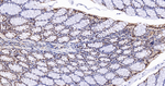 IMPDH2 Antibody in Immunohistochemistry (Paraffin) (IHC (P))