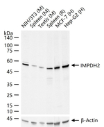 IMPDH2 Antibody in Western Blot (WB)