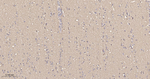 FIS1 Antibody in Immunohistochemistry (Paraffin) (IHC (P))