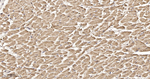 FIS1 Antibody in Immunohistochemistry (Paraffin) (IHC (P))