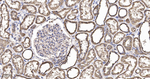 FIS1 Antibody in Immunohistochemistry (Paraffin) (IHC (P))