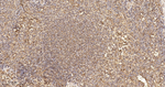 FIS1 Antibody in Immunohistochemistry (Paraffin) (IHC (P))