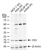 FIS1 Antibody in Western Blot (WB)