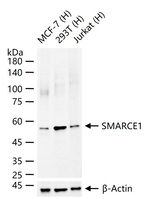 BAF57 Antibody in Western Blot (WB)