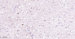 MAOB Antibody in Immunohistochemistry (Paraffin) (IHC (P))
