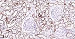 MAOB Antibody in Immunohistochemistry (Paraffin) (IHC (P))