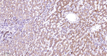 MAOB Antibody in Immunohistochemistry (Paraffin) (IHC (P))