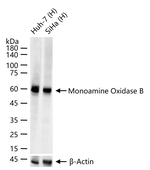 MAOB Antibody in Western Blot (WB)