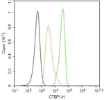 CtBP1 Antibody in Flow Cytometry (Flow)