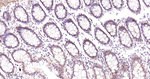 CtBP1 Recombinant Rabbit Monoclonal Antibody (4B6)