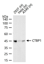 CtBP1 Antibody in Western Blot (WB)