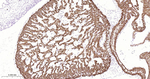 Cardiac Troponin C Antibody in Immunohistochemistry (Paraffin) (IHC (P))