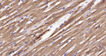 Cardiac Troponin C Antibody in Immunohistochemistry (Paraffin) (IHC (P))
