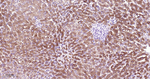 CBS Antibody in Immunohistochemistry (Paraffin) (IHC (P))