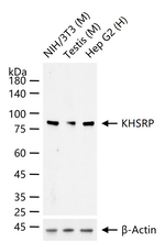 KHSRP Antibody in Western Blot (WB)
